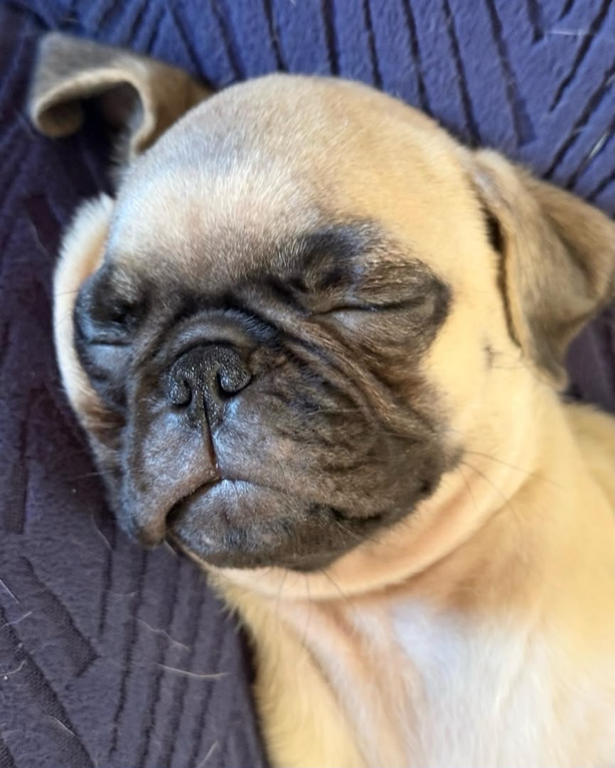 Close-up of a fawn Pug puppy's face showing the breed's deep wrinkles