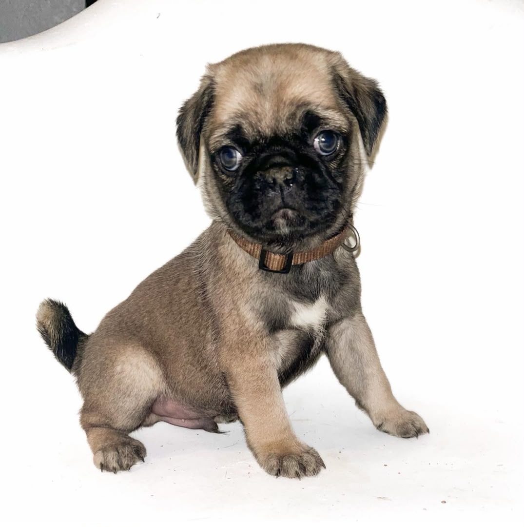 Max, a fawn Pug puppy sitting and facing the camera