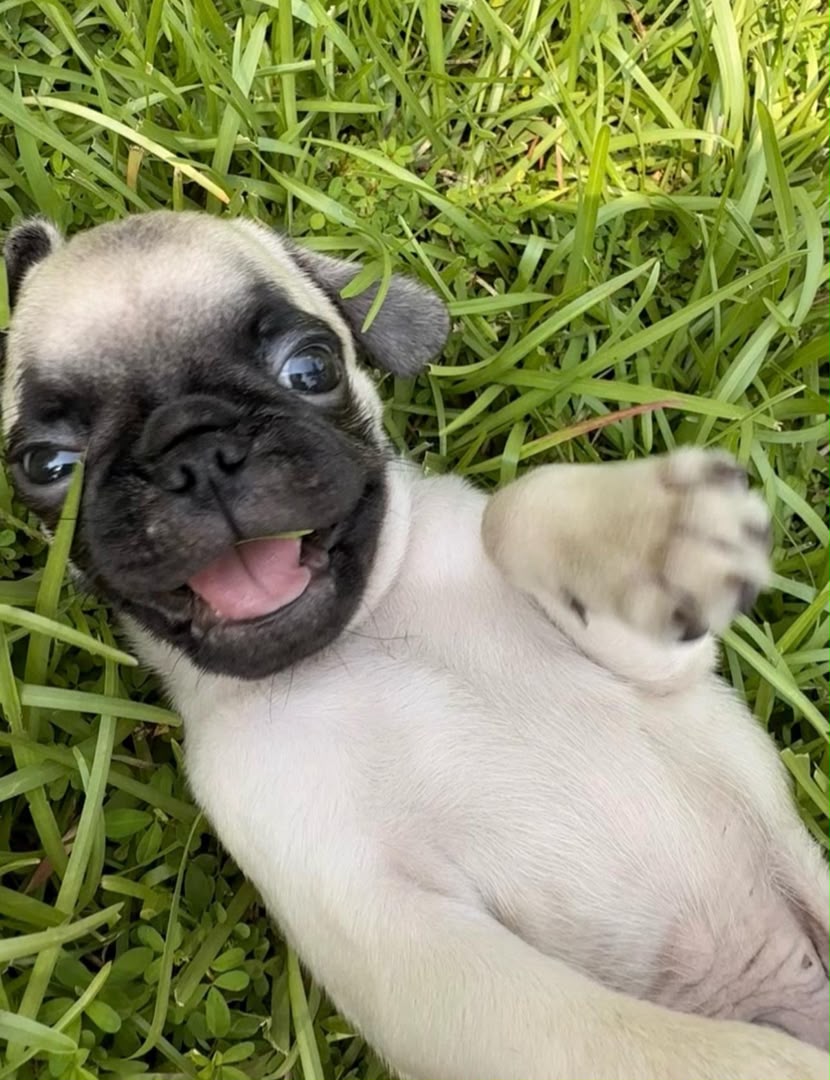 Otis, a fawn Pug puppy lying on the grass with his tongue out