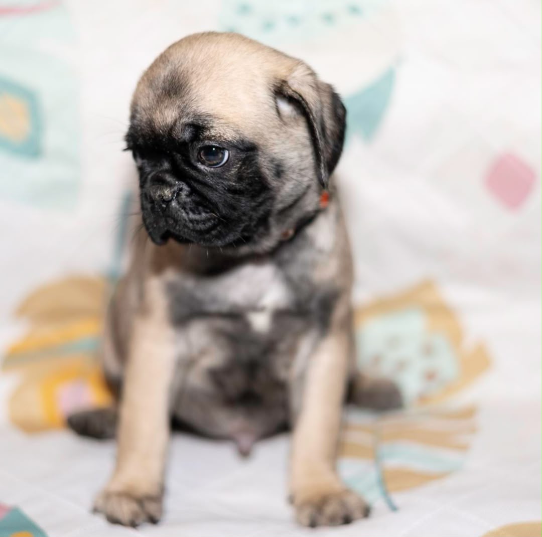 Moe photo 6