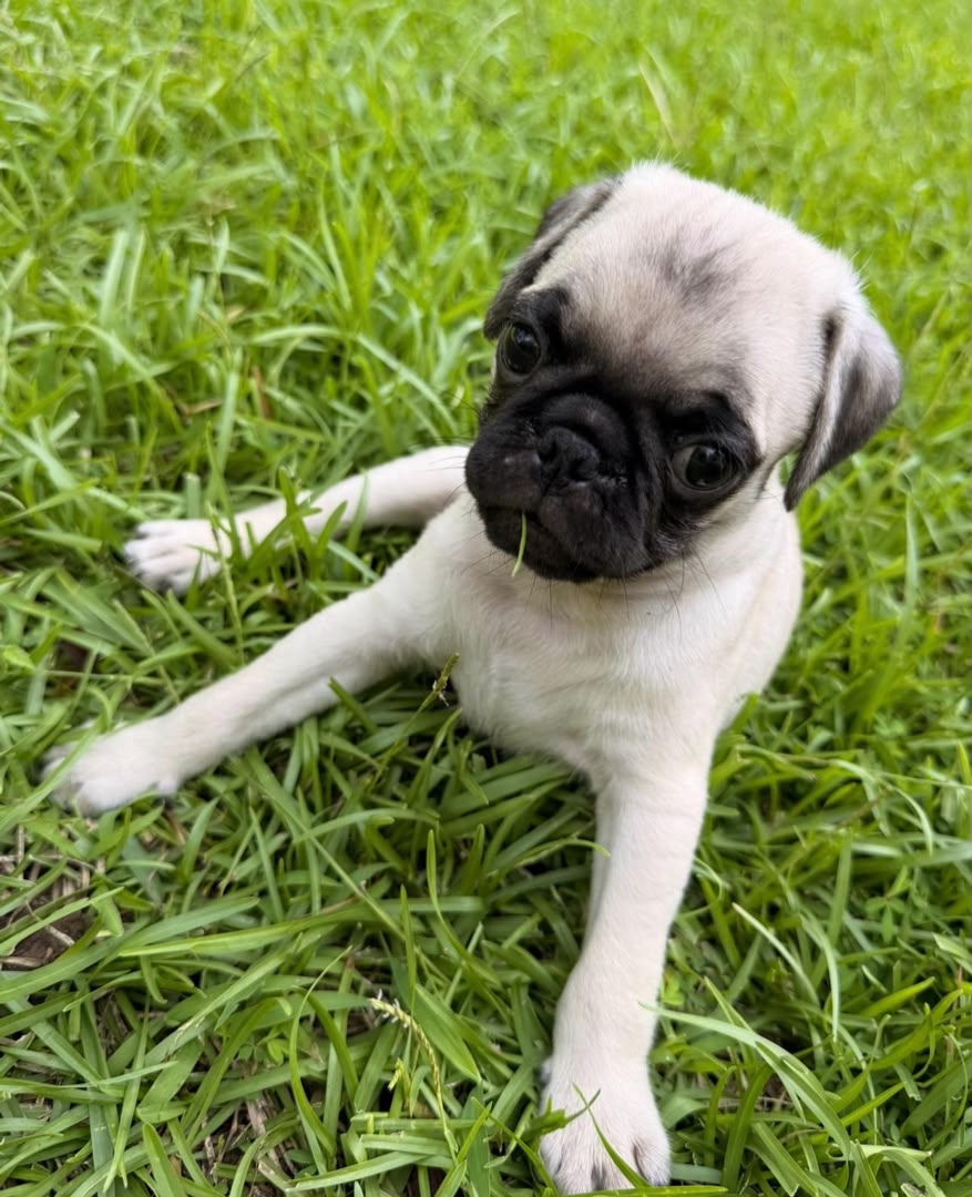 Otis photo 6