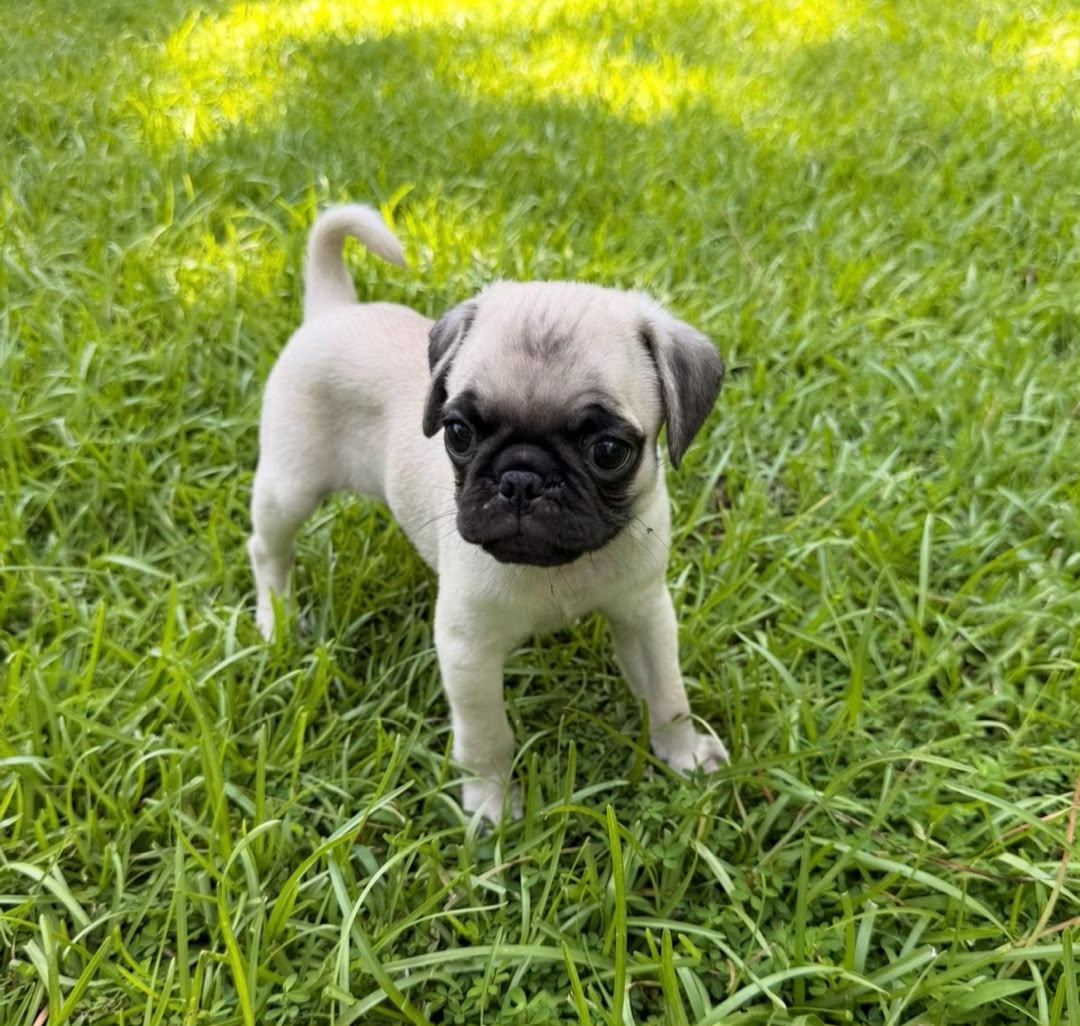 Otis photo 10