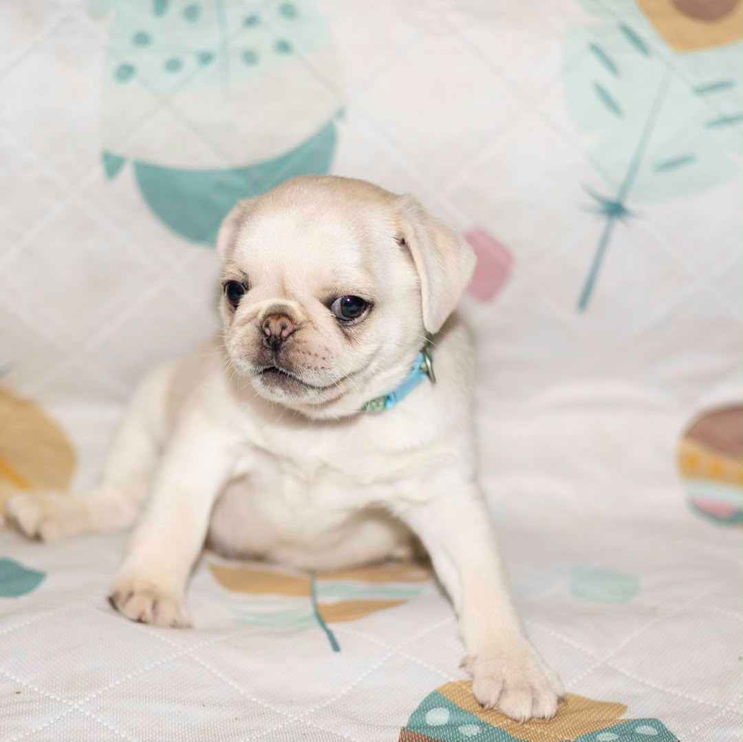 Navy, a Pug male