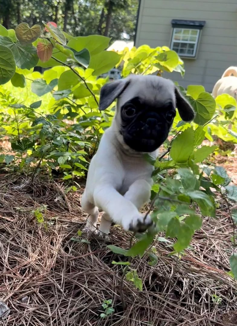 Otis photo 4
